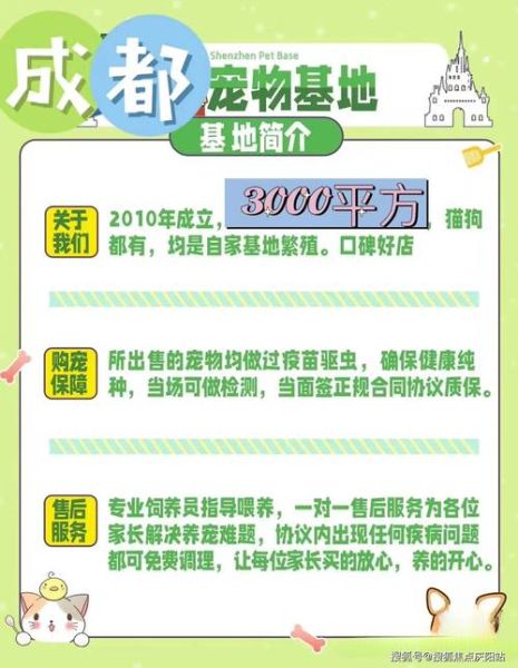 布偶猫价格多少钱一只(一只布偶猫的价格会是多少)