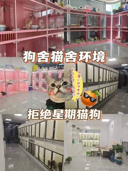 布偶猫价格多少钱一只(一只布偶猫的价格会是多少)