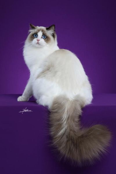 布偶猫园(布偶猫园会让你看到最美的布偶猫吗)