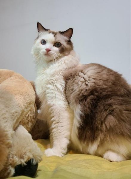 布偶猫园(布偶猫园会让你看到最美的布偶猫吗)