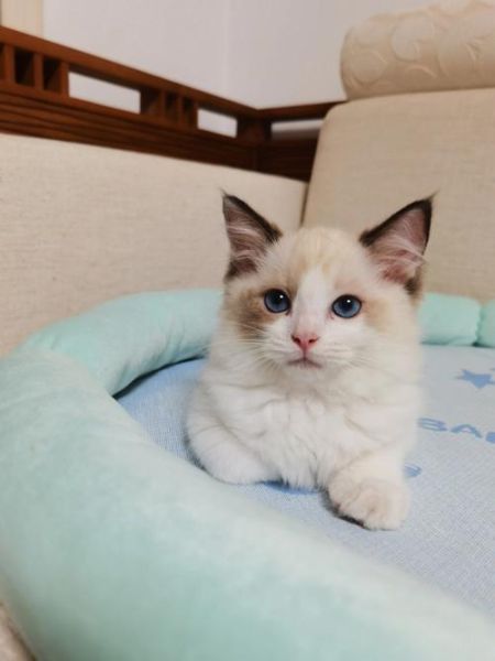 布偶猫图片(为什么很多人都说它不好养)