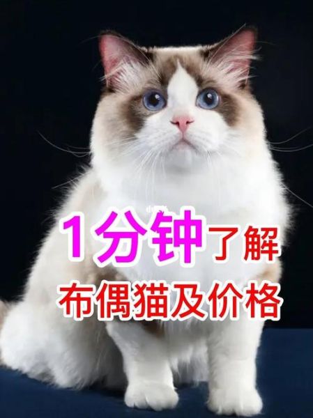 布偶猫多少钱一只( 到底要花多少钱)