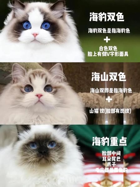 布偶猫多少钱一只( 到底要花多少钱)