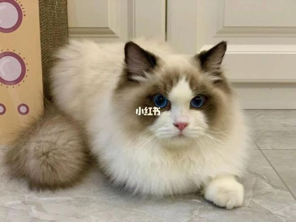 布偶猫的大概价格( 8000块够不够)