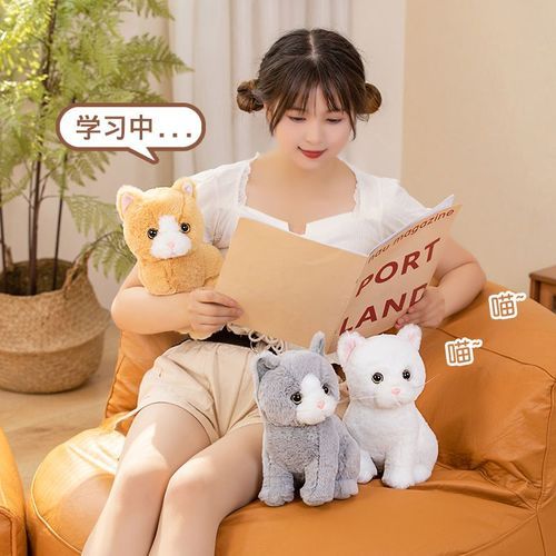布娃娃猫( 它们需要什么照顾)