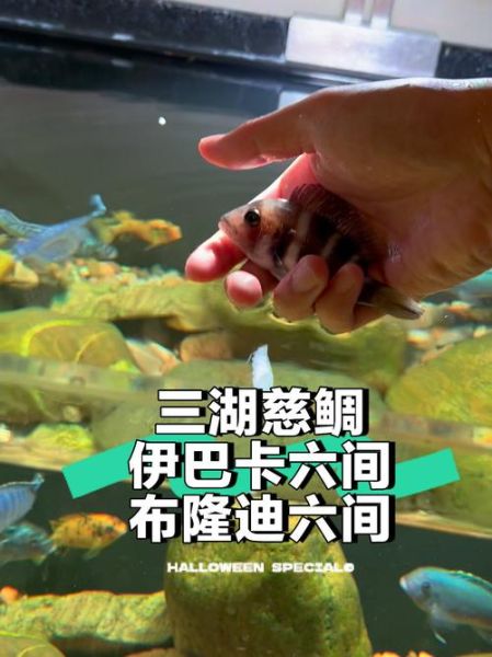 布隆迪六间(还是养鱼老手的最爱)