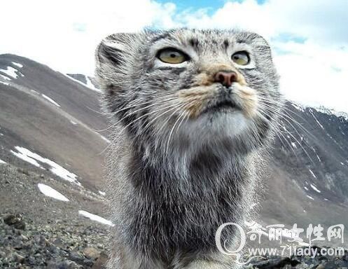帕拉斯猫(它为什么这么稀少)