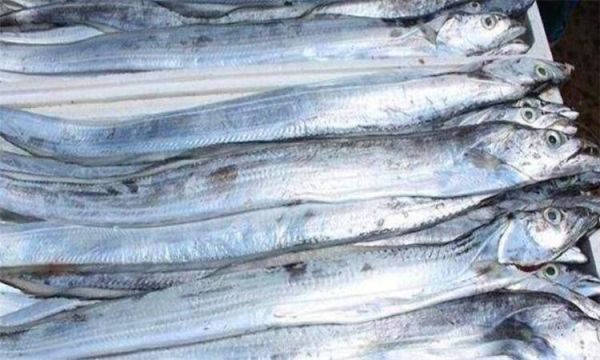 带鱼是深海鱼吗( 为什么带鱼会出水即死)