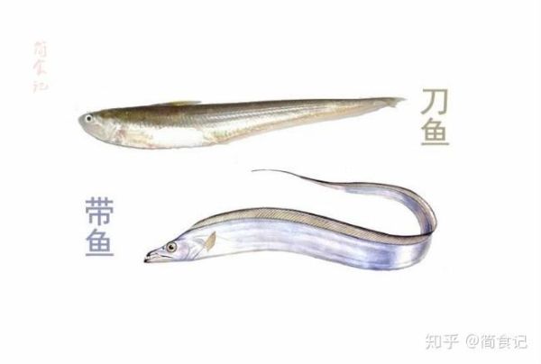带鱼是深海鱼吗( 为什么带鱼会出水即死)