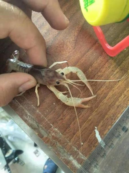 幽灵虾(它是怎么做到的)