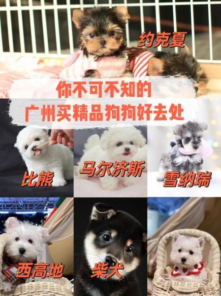 广州宠物市场(哪个市场性价比最高)