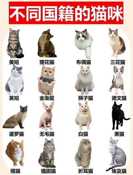 广州宠物猫(你真的了解宠物猫的习性吗)