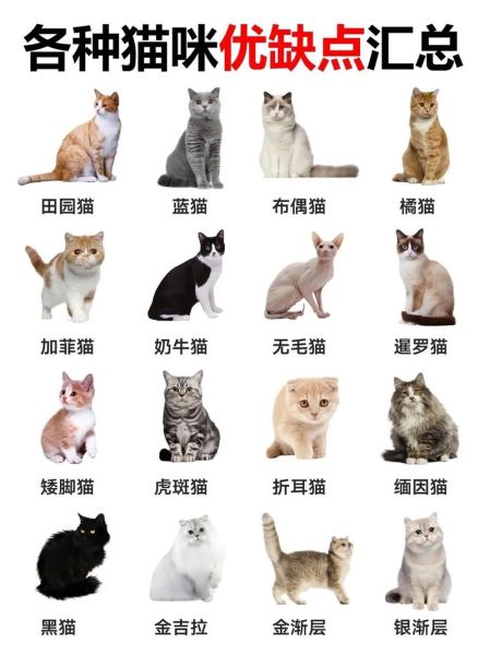 广州宠物猫(你真的了解宠物猫的习性吗)