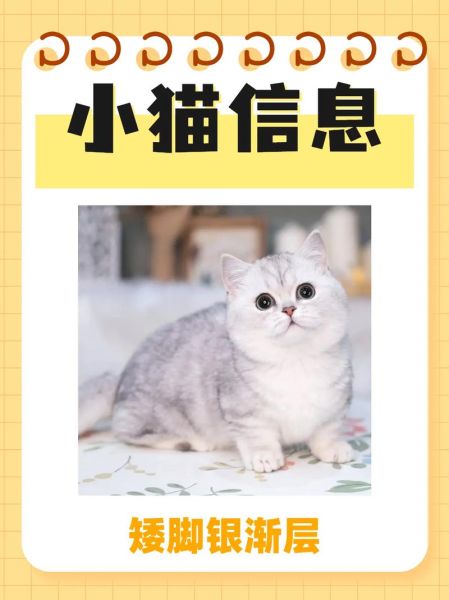 广州宠物猫领养(怎么找到合适的猫咪)