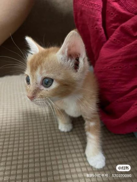 广州宠物猫领养(怎么找到合适的猫咪)