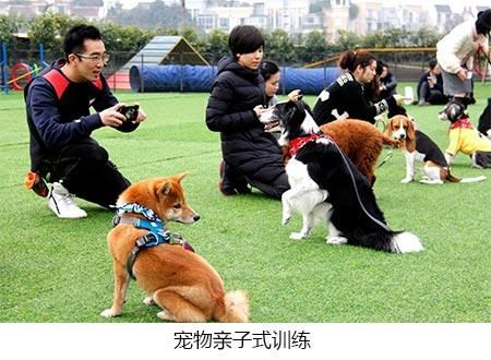 广州宠物美容(哪个培训更专业)