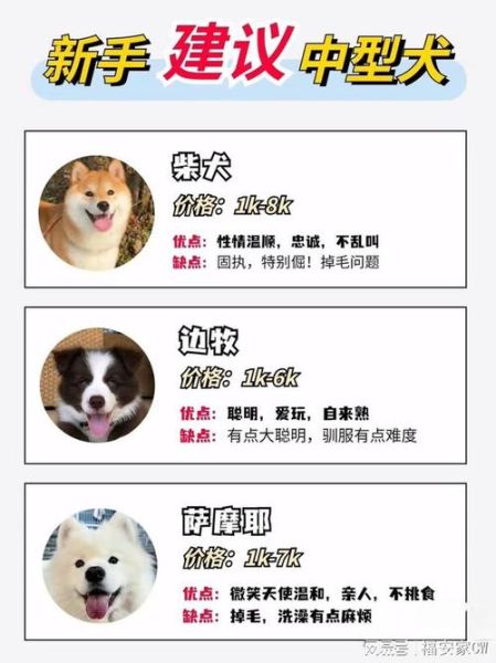广州宠物论坛(想找到你心仪的宠物服务吗)