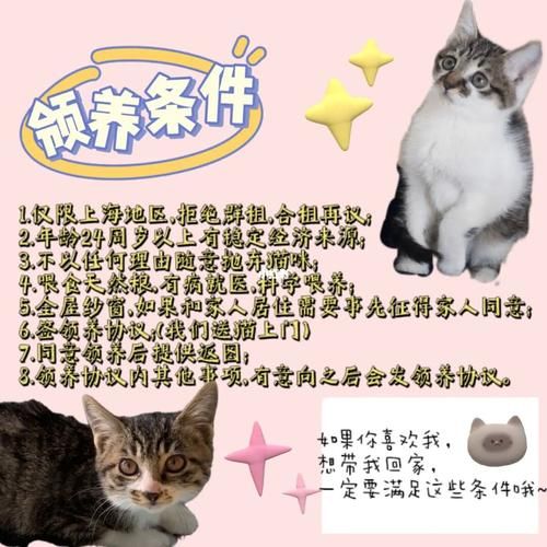 广州宠物领养(流浪猫狗的领养流程是什么)