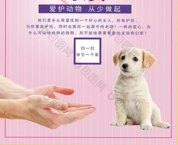 广州宠物领养(流浪猫狗的领养流程是什么)