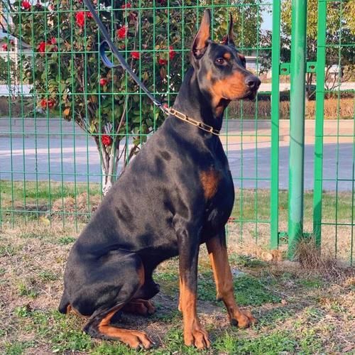 广州禁养犬种(你家狗狗上榜了吗)
