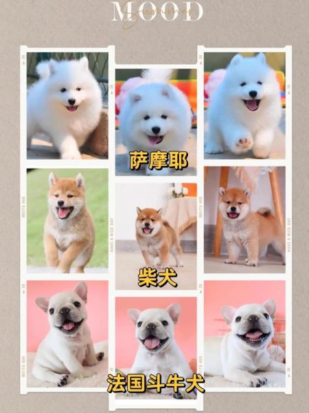 广州萨摩耶价格(便宜的萨摩耶质量怎么样)