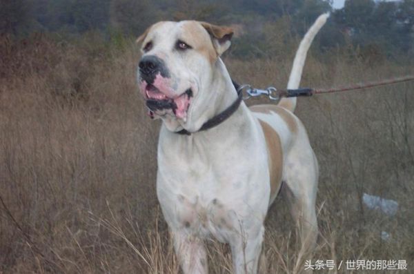 库达犬( 它与斗狗赌博的关系)