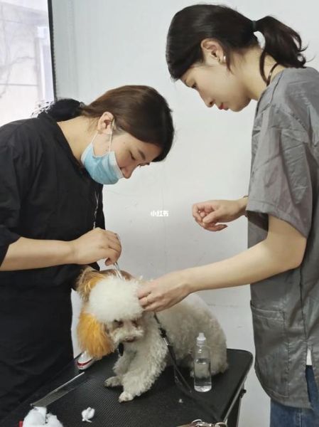 开宠物美容店(你准备怎么学)