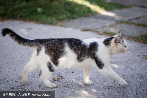 异国短毛猫( 它们需要运动吗)