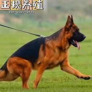 弓背犬(弓背和平背哪个更适合新手)