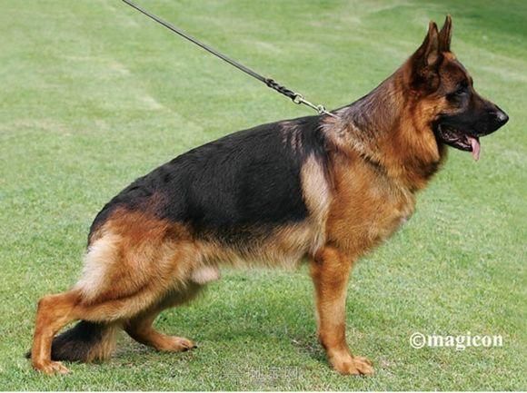 弓背犬(弓背和平背哪个更适合新手)