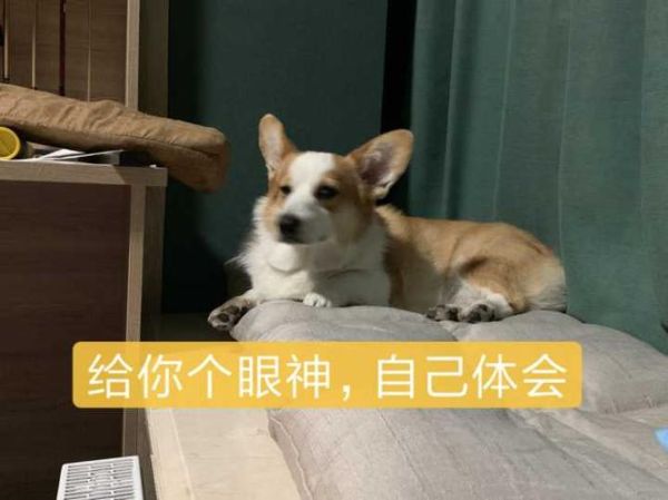 当狗子成为社畜时(谁更辛苦谁更累)