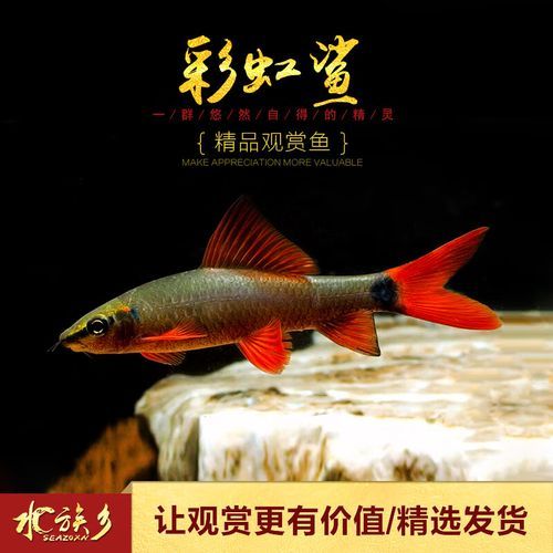 彩虹鲨(怎么才能让它们和平相处)