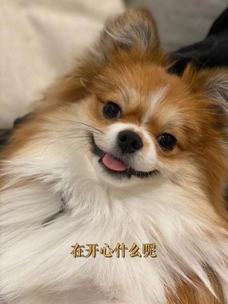 微笑天使狗(你被它迷住了吗)