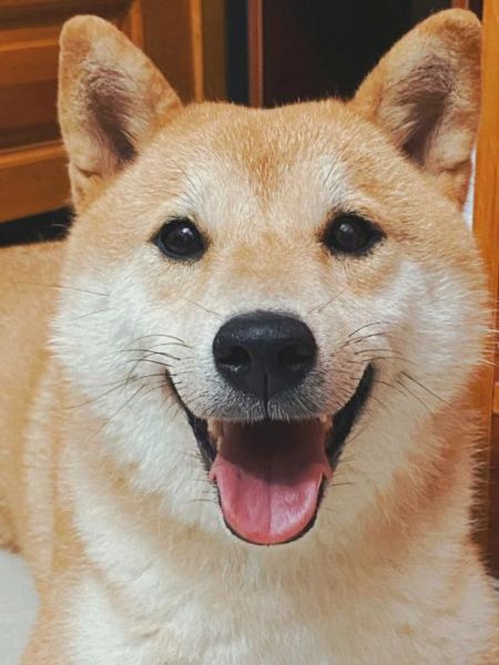微笑柴犬(它到底在笑什么)