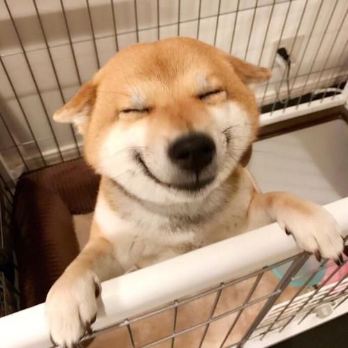 微笑柴犬(它到底在笑什么)