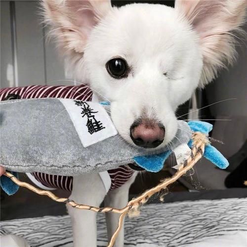微笑犬(它真的会让你做噩梦吗)