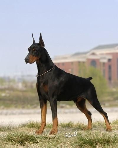 德国杜宾犬(它真的不好相处吗)