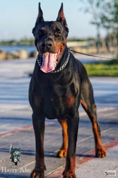 德国杜宾犬(它真的不好相处吗)