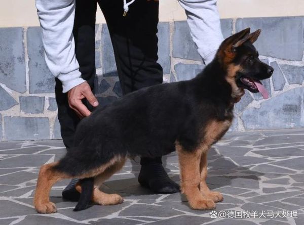德国牧羊犬价格(800和15000的差别在哪)