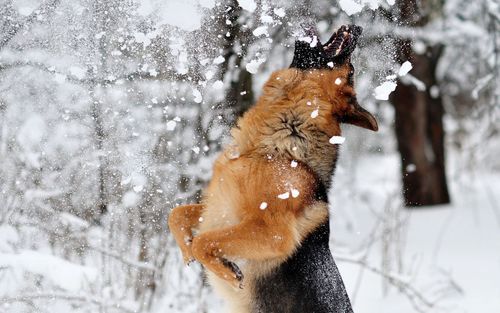 德国牧羊犬俱乐部( 德国牧羊犬俱乐部是你的最佳选择吗)