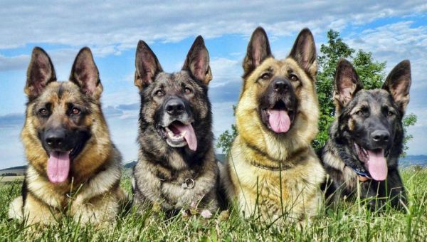 德国牧羊犬俱乐部( 德国牧羊犬俱乐部是你的最佳选择吗)