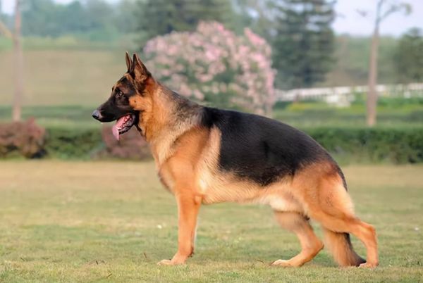 德国牧羊犬吃什么好(怎样才能让它毛发亮丽)