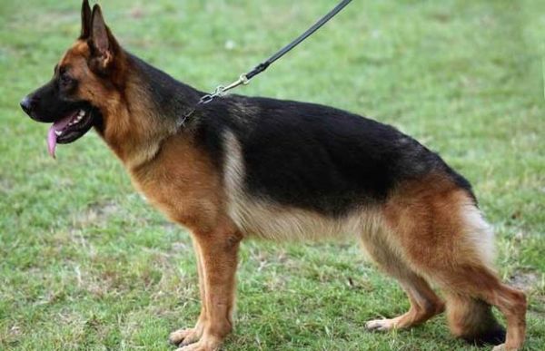德国牧羊犬吃什么好(怎样才能让它毛发亮丽)