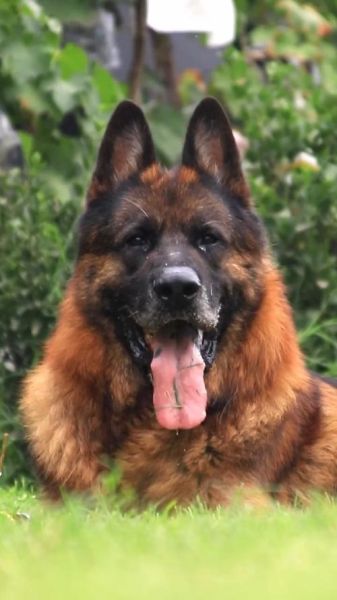 德国牧羊犬图片(帅到你想养一只吗)