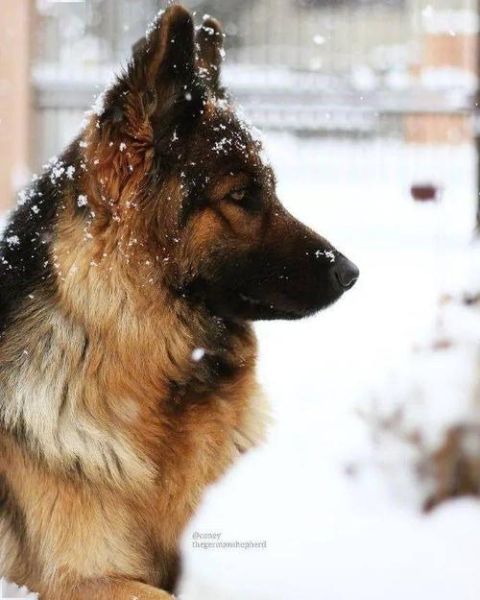 德国牧羊犬图片(帅到你想养一只吗)