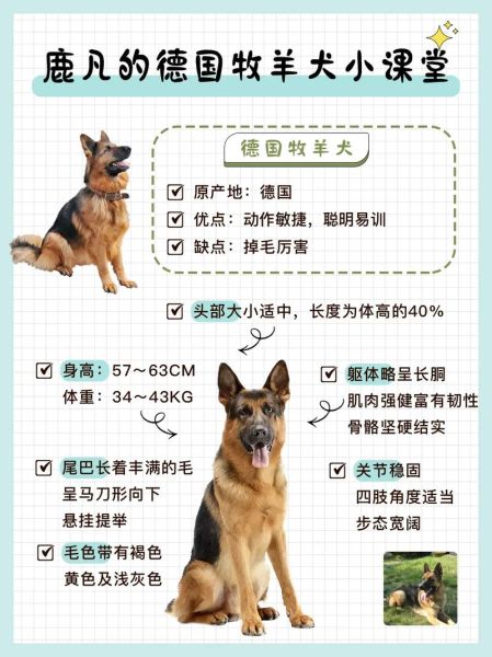 德国牧羊犬在线(你还在等什么)