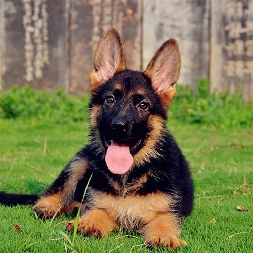 德国牧羊犬幼犬(才能让它变得聪明又听话)