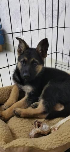 德国牧羊犬幼犬(才能让它变得聪明又听话)