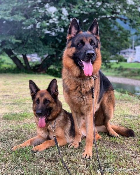 德国牧羊犬幼犬价格(到底该怎么选)