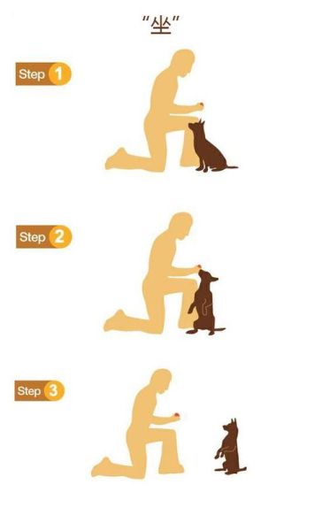 德国牧羊犬怎样训练(哪些训练方法最适合它)